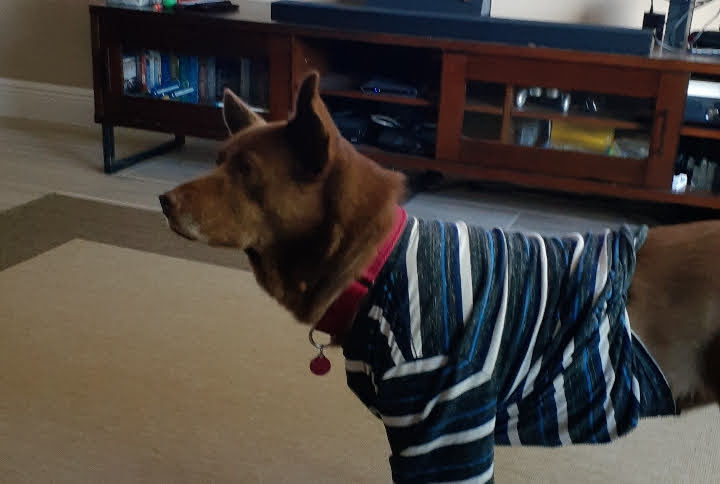 Австралийский келпи фото 3