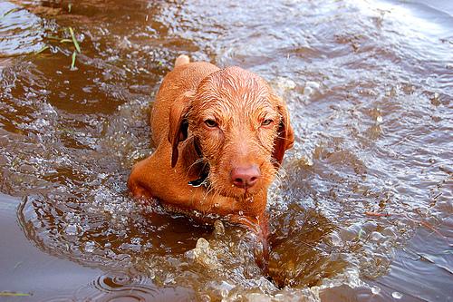 Венгерская выжла (Vizsla) фото 1