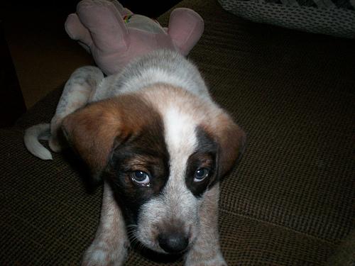 Голубопятнистая гончая (блютик) фото 8