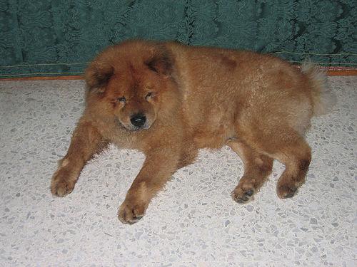 Чау‑чау фото 1