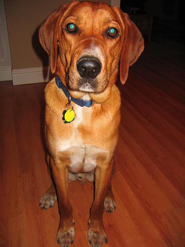Редбоун‑кунхаунд (Redbone Coonhound) фото 6