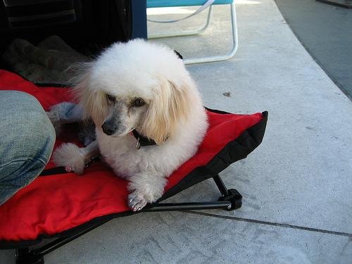 Той‑пудель фото 5