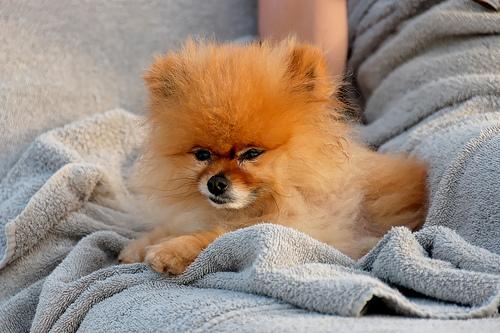 Померанский шпиц фото 1