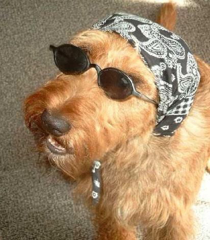 Ирландский терьер фото 3