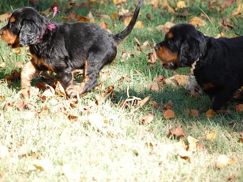 Шотландский сеттер (гордон-сеттер) фото 10