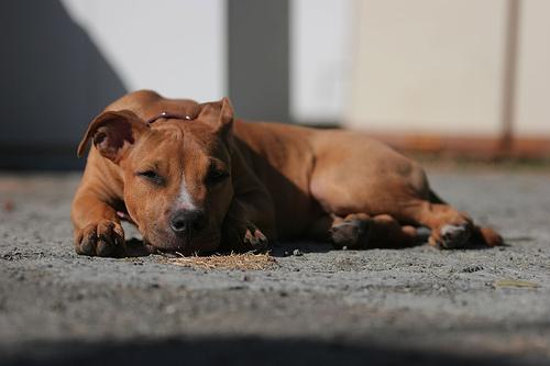 Американский терьер фото 11