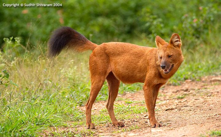 Азиатский дикий пёс (дхол) фото 9