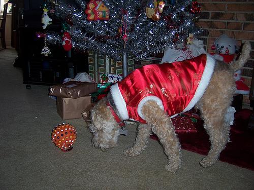 Лейкленд‑терьер фото 7