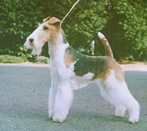 Фокстерьер фото 10