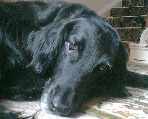 Прямошёрстный ретривер (Flat‑Coated Retriever) фото 10