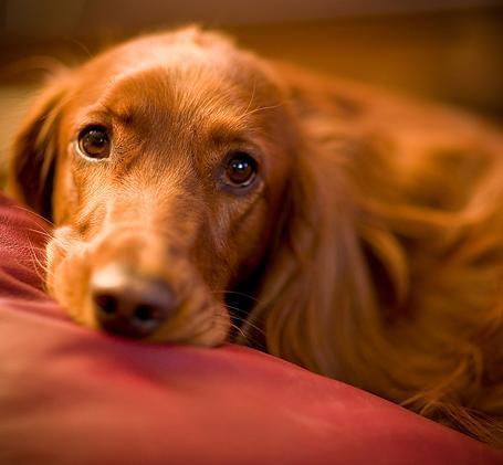 Ирландский сеттер фото 8