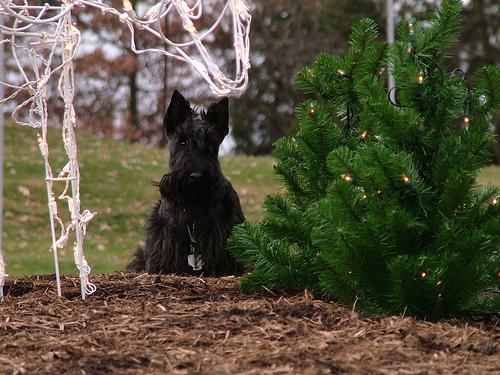 Шотландский терьер (скотч‑терьер) — фото породы