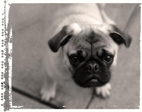 Мопс фото 10