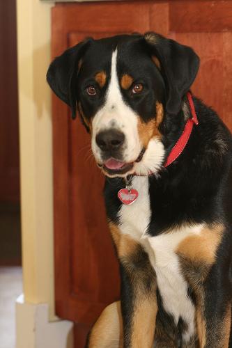 Бернская горная пастушья собака (бернский зенненхунд) фото 8