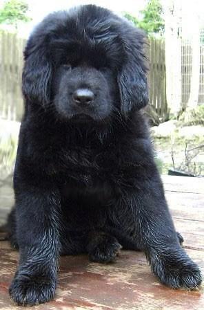 Фото породы Тибетский мастиф