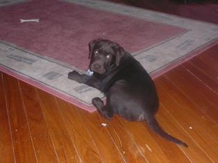 Лабрадор-ретривер фото 6