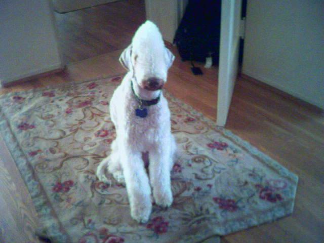 Бедлингтон‑терьер фото 10