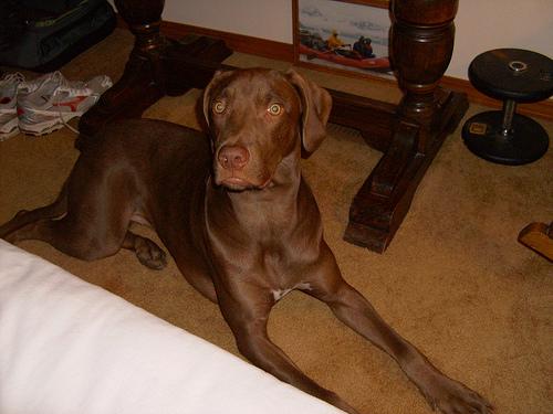 Венгерская выжла (Vizsla) фото 4