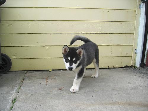 Аляскинский маламут фото 3