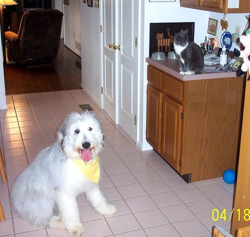 Английская овчарка (английская пастушья собака) фото 3