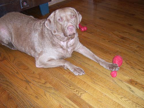 Чесапик‑бей‑ретривер фото 4