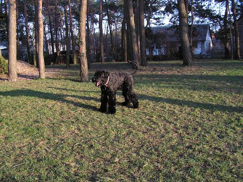 Ризеншнауцер (гигантский шнауцер) фото 7