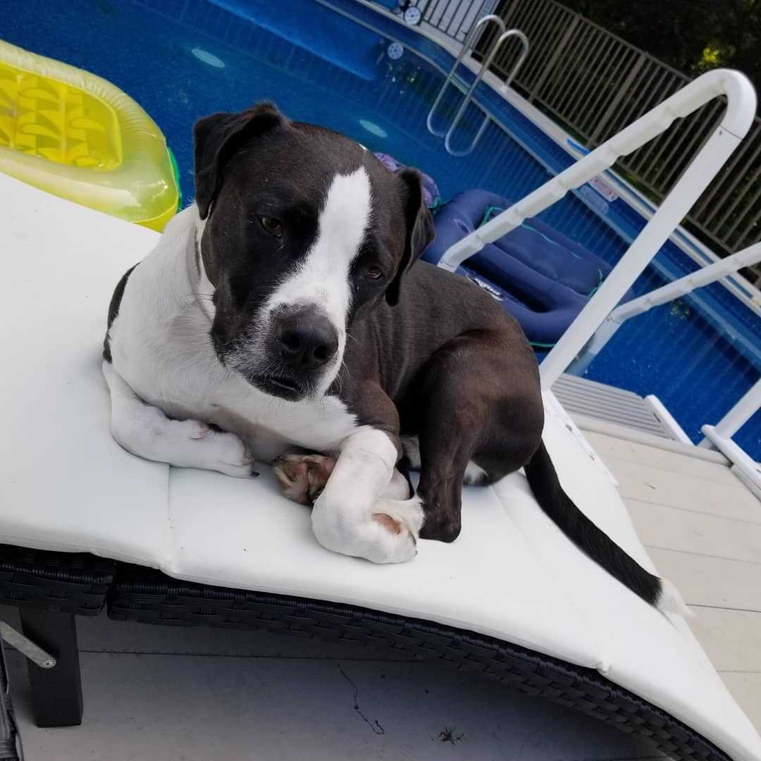 Питбуль (американский питбультерьер) фото 7