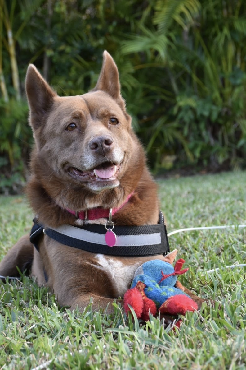 Австралийский келпи фото 4