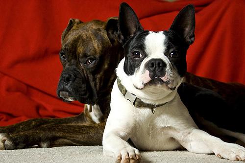 Бостон‑терьер фото 2