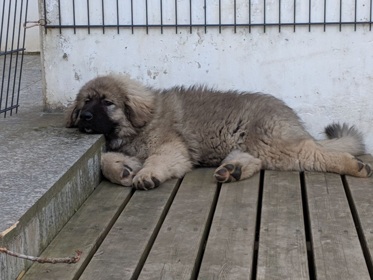 Кавказская овчарка фото 11