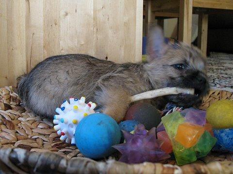 Керн‑терьер фото 6