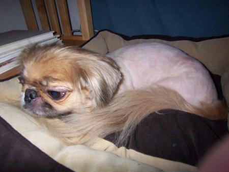 Пекинес фото 7