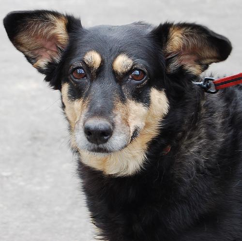 Австралийский келпи фото 8