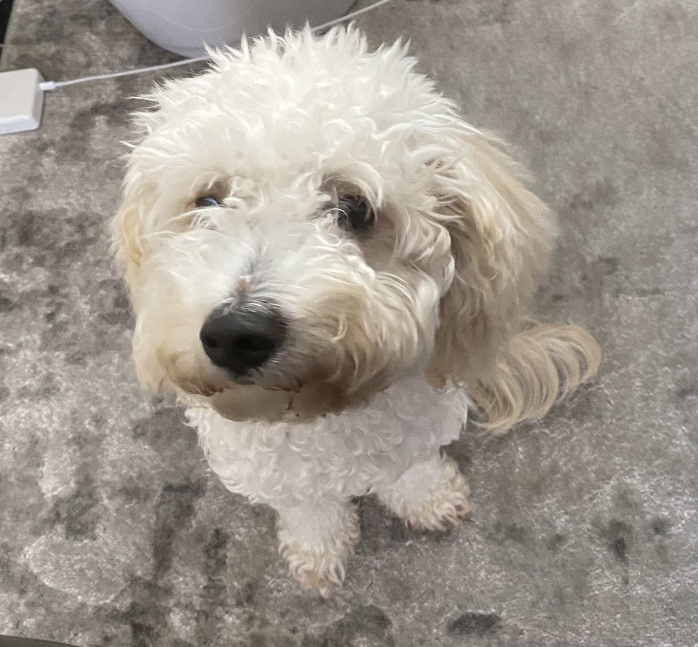 Фото породы Кавапу (Cavapoo)