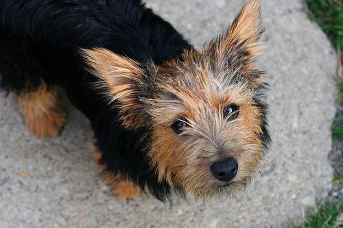 Норвич‑терьер фото 5