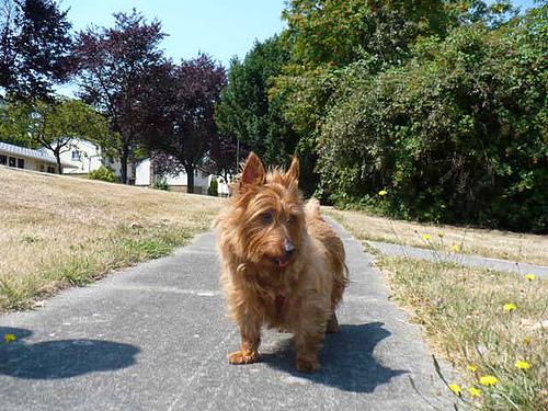 Австралийский терьер фото 8