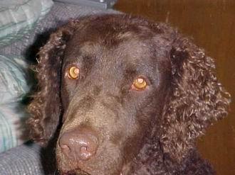 Курчавошёрстный ретривер (кёрли) фото 10