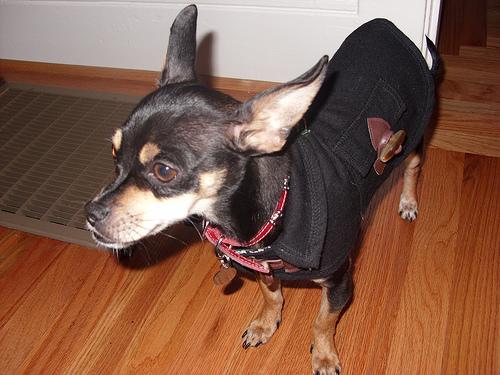 Миниатюрный пинчер (цвергпинчер) фото 4