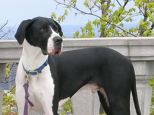 Немецкий дог (Great Dane) фото 2