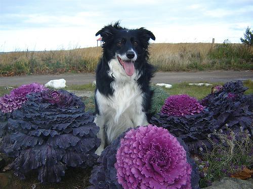 Бордер‑колли фото 1