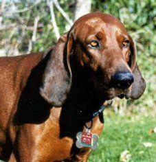 Редбоун‑кунхаунд (Redbone Coonhound) фото 10