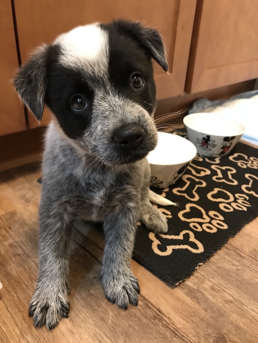 Австралийская пастушья собака (австралийский хилер, австралийский кеттл‑дог) фото 8