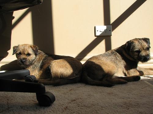 Бордер‑терьер фото 12