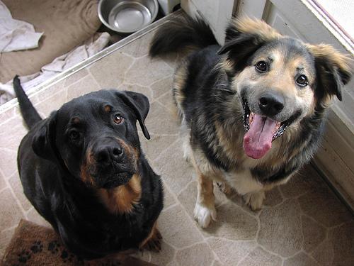 Ротвейлер фото 12