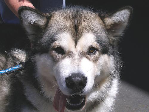 Американская эскимосская собака (Eskimo) фото 4