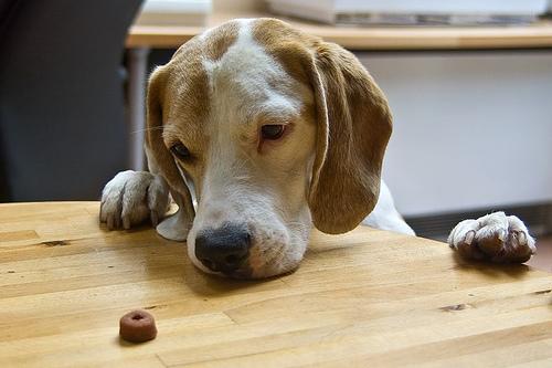 Бигль фото 2