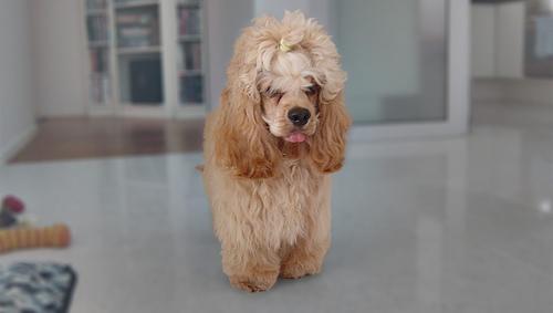 Английский кокер‑спаниель фото 3