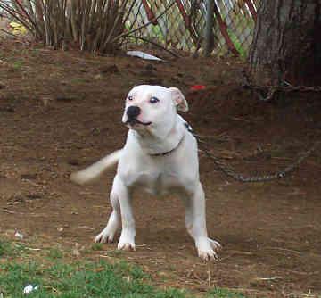 Американский терьер фото 7