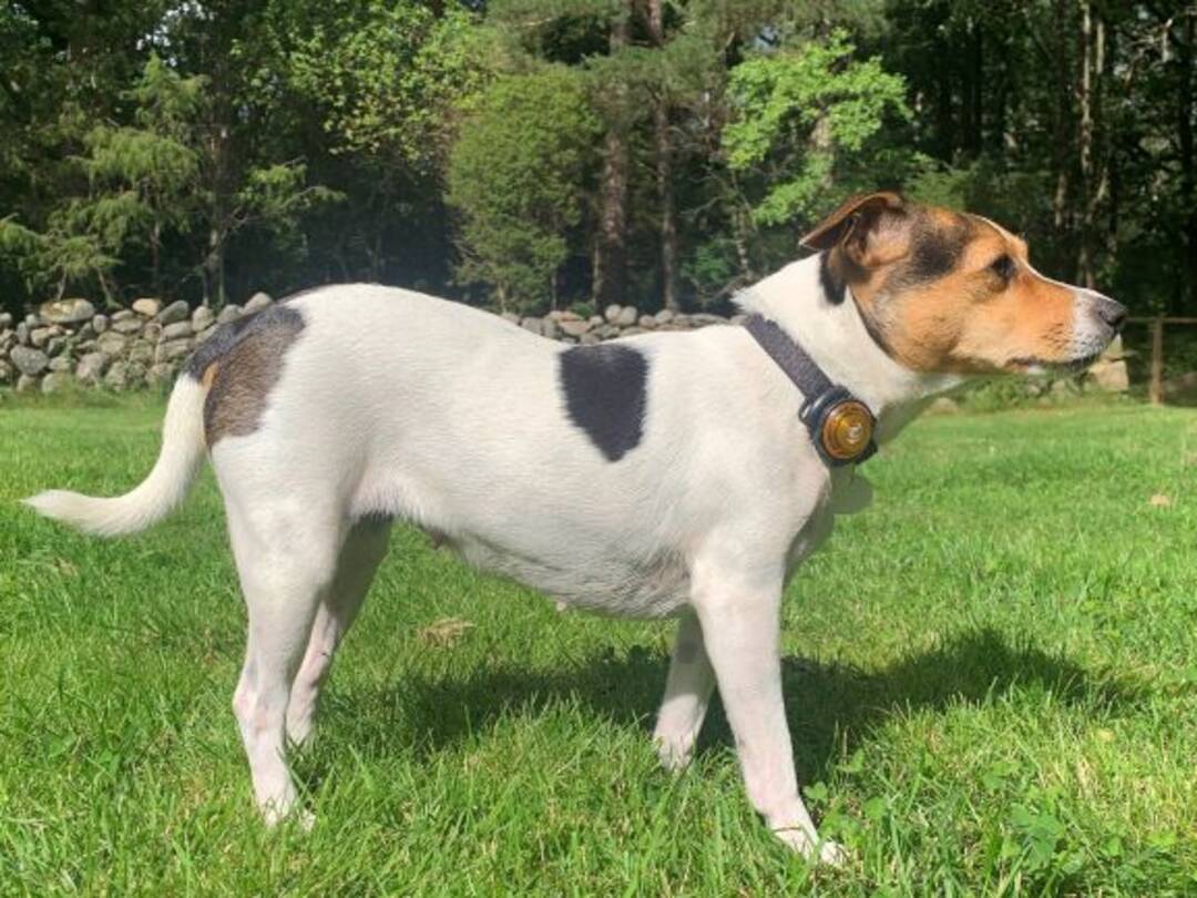 Датско‑шведская фермерская собака (датско‑шведская пастушья собака) фото 2