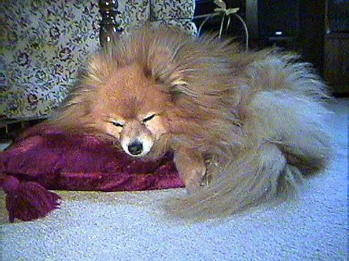 Померанский шпиц фото 4